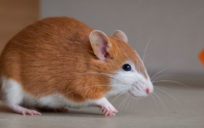 Komórki macierzyste pochodzące z żołądka będą wytwarzać insulinę u chorych na cukrzycę. Najnowsze badanie.