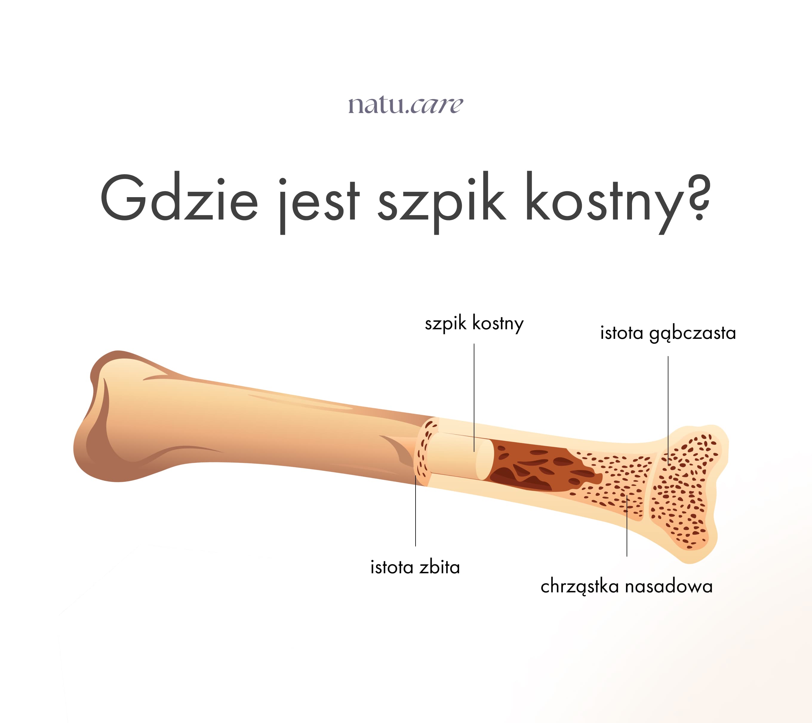 Jak oddać szpik kostny? Czyli Światowy Dzień Dawcy Szpiku